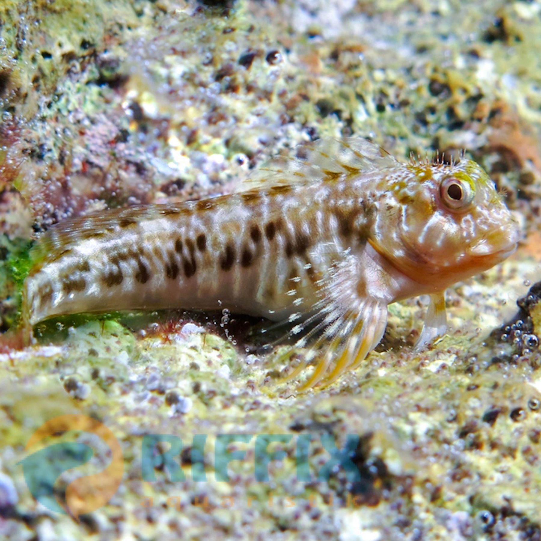 Scartella cristata - Hahnenkamm-Schleimfisch